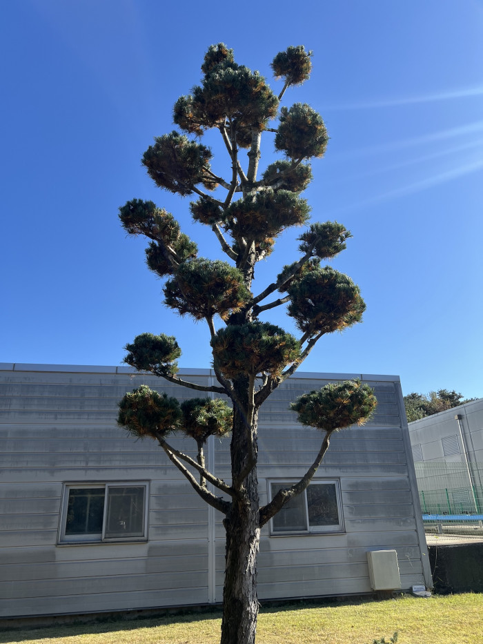 d54ba5365eafe75d1a33059e6006b50b_1762778