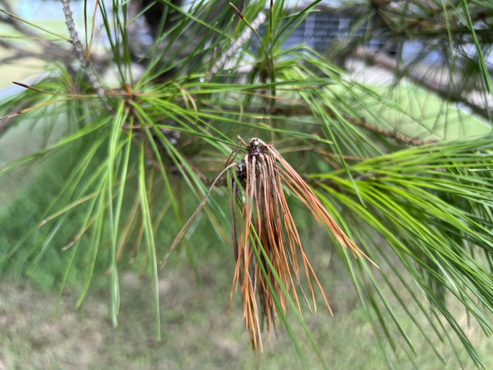 소나무 - Pine Tree, Pinus densiflora Siebold & Zucc.