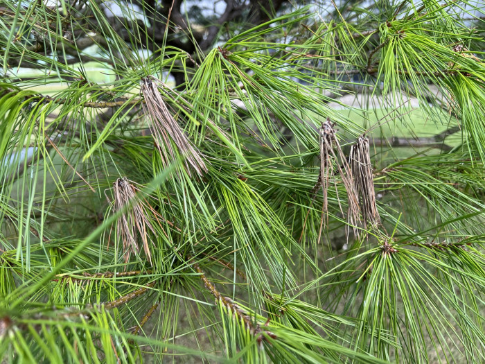 소나무 - Pine Tree, Pinus densiflora Siebold & Zucc.