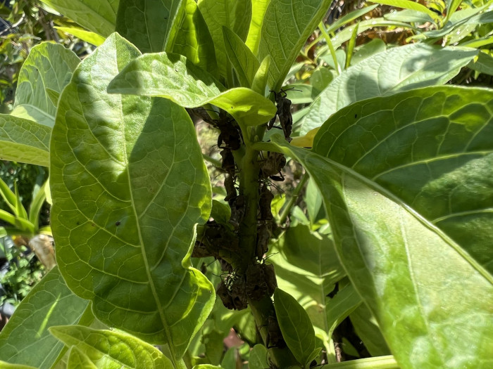엔젤트롬펫 - Angels Trumpet, Growing Brugmansia