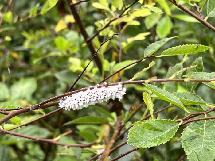 느릅나무 - Japanese Elm, Ulmus davidiana var. japonica (Rehder) Nakai