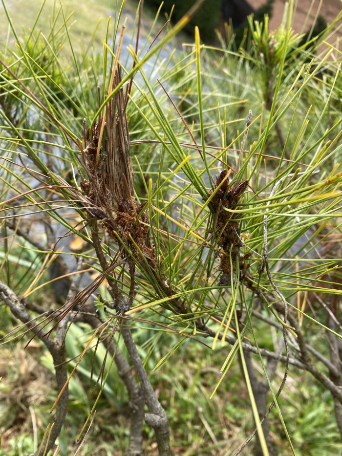 소나무 - Pine Tree, Pinus densiflora Siebold & Zucc.