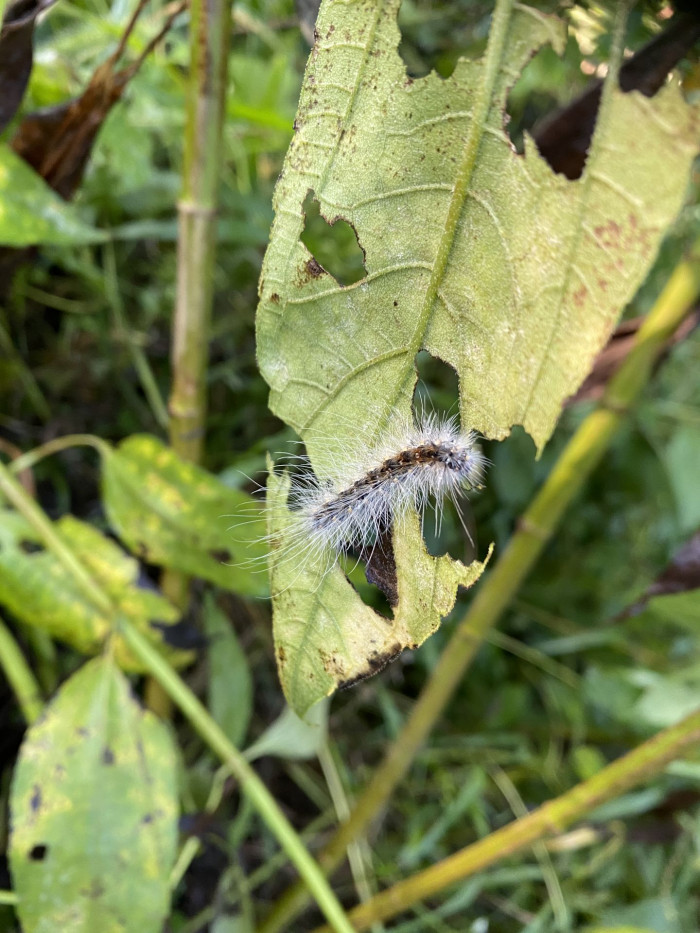 뚱단지 - Helianthus tuberosus L.