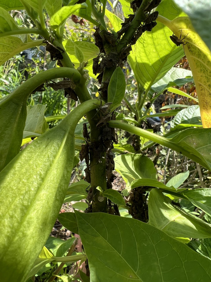 엔젤트롬펫 - Angels Trumpet, Growing Brugmansia
