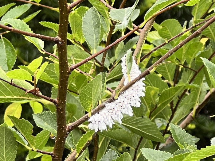 느릅나무 - Japanese Elm, Ulmus davidiana var. japonica (Rehder) Nakai