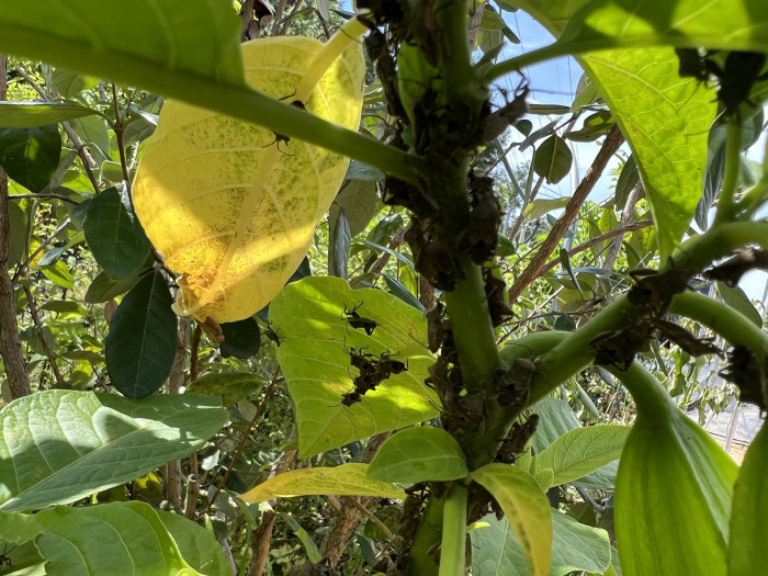 엔젤트롬펫 - Angels Trumpet, Growing Brugmansia