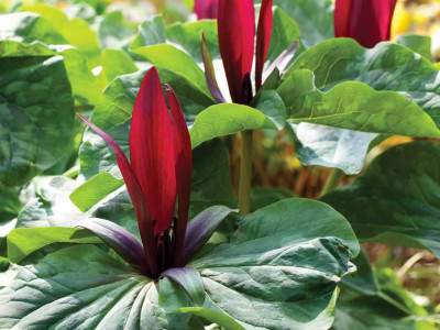연령초 사진 - Trillium kamtschaticum Pall. Photos