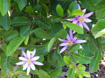 수련목 사진 - Grewia occidentalis Photos