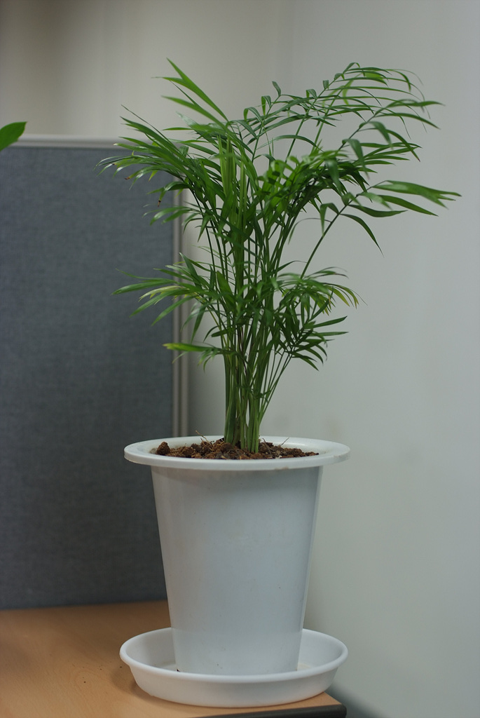 아레카야자 - Areca palm, golden cane palm, Yellow palm, Butterfly palm, Dypsis lutescens