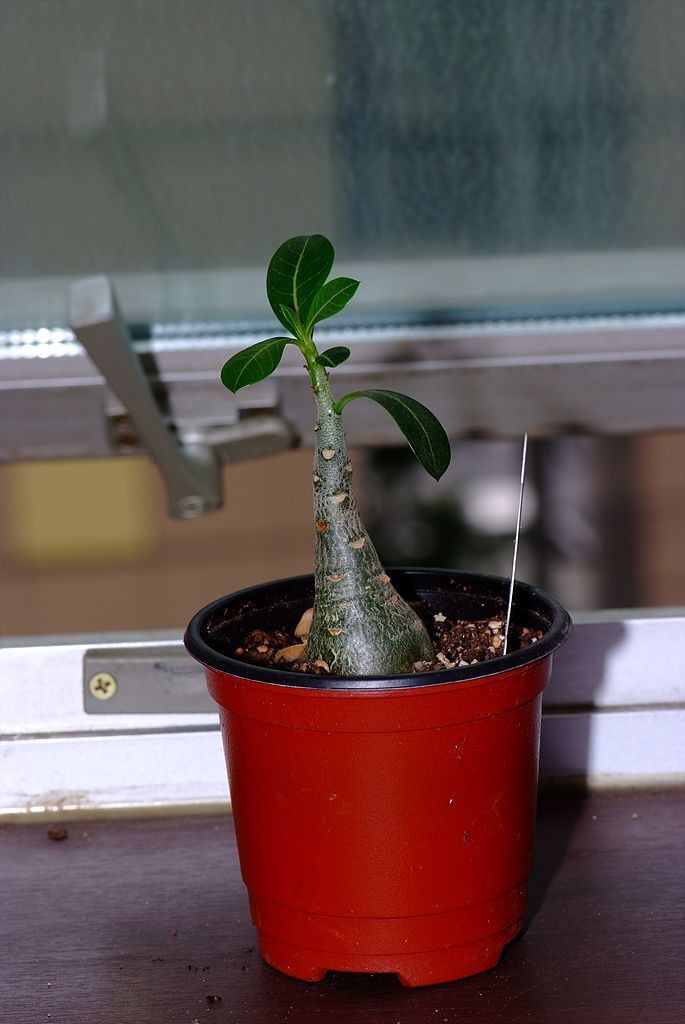 석화 - Adenium obesm, Adenium