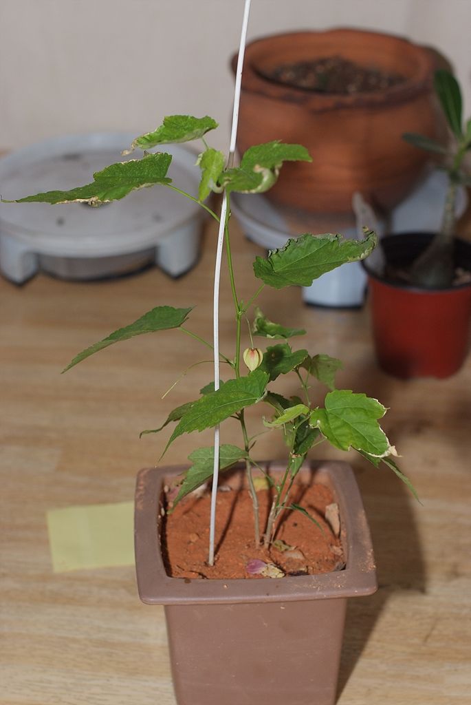 아부틸론 - Trailing Abutilon, Brazilian Abutilon, Abutilon megapotamicum