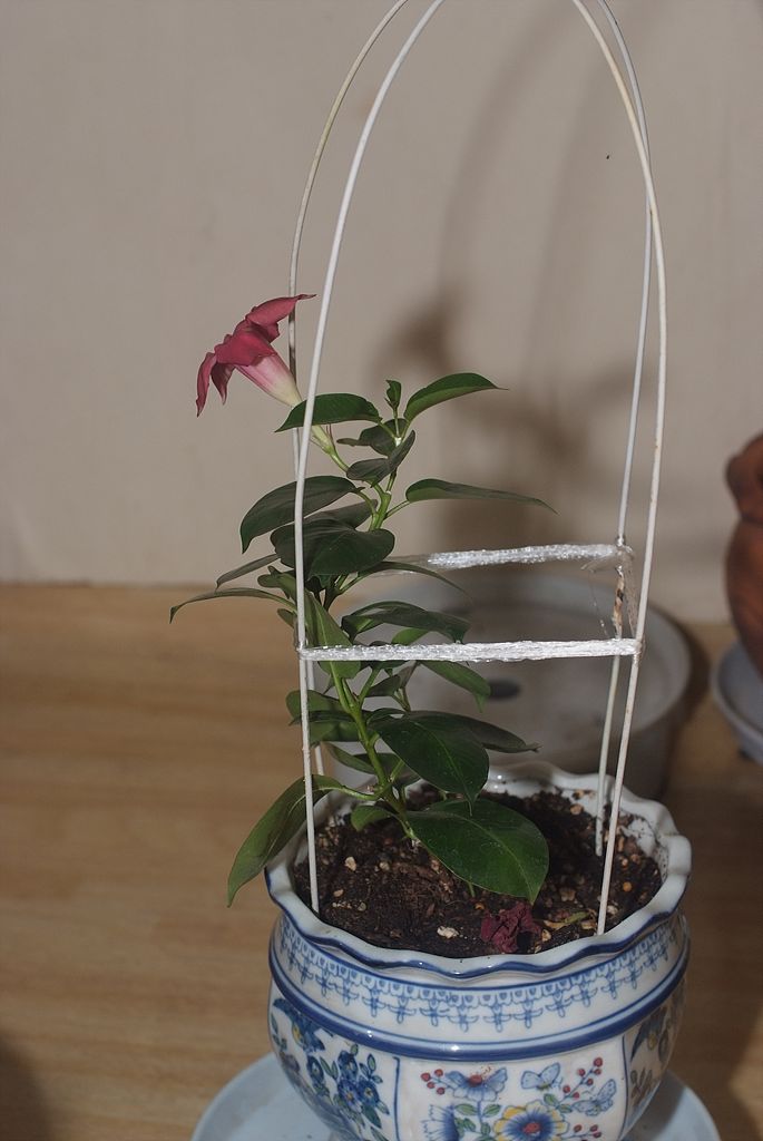 만데빌라 - Rose Dipladenia, Brazilian jasmine, Mandevilla sanderi (Hemsl.) Woodson