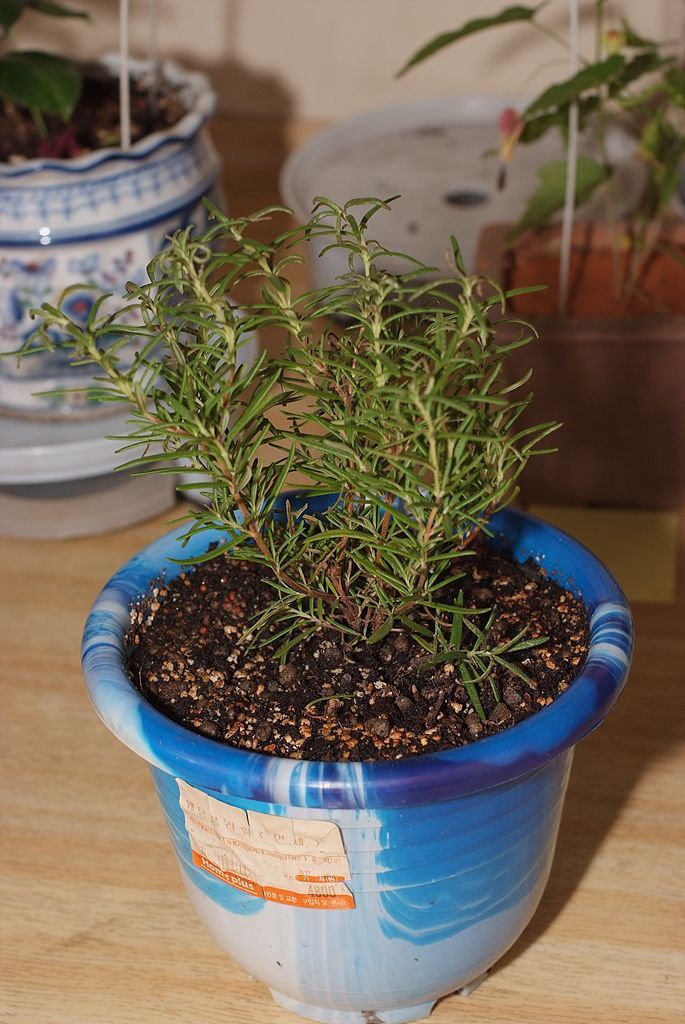 로즈마리 - Ros Marinus, Rosmarinus offcinalis