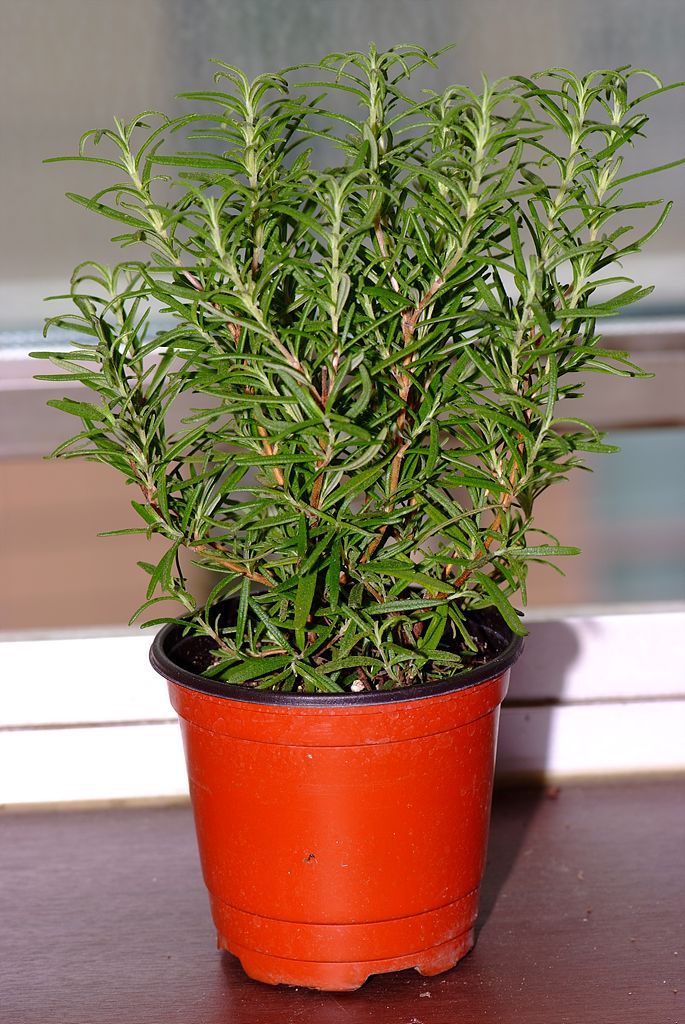 로즈마리 - Ros Marinus, Rosmarinus offcinalis
