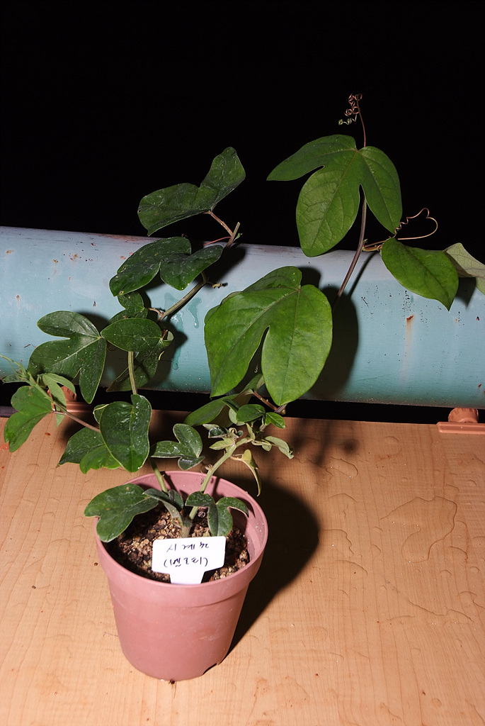 시계초 - passion flower, Passiflora caerulea
