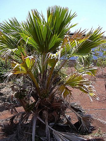 Pritchardia glabrata