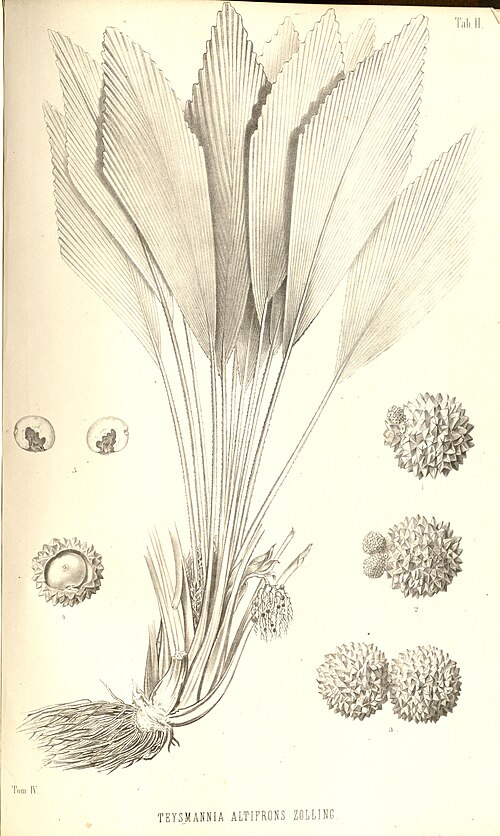 Johannesteijsmannia altifrons