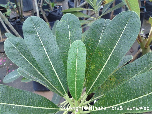 Plumeria obtusa의 잎