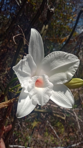 Vanilla madagascariensis