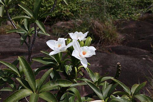 Vanilla phalaenopsis