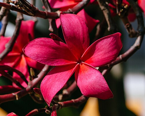 Plumeria rubra의 붉은 꽃