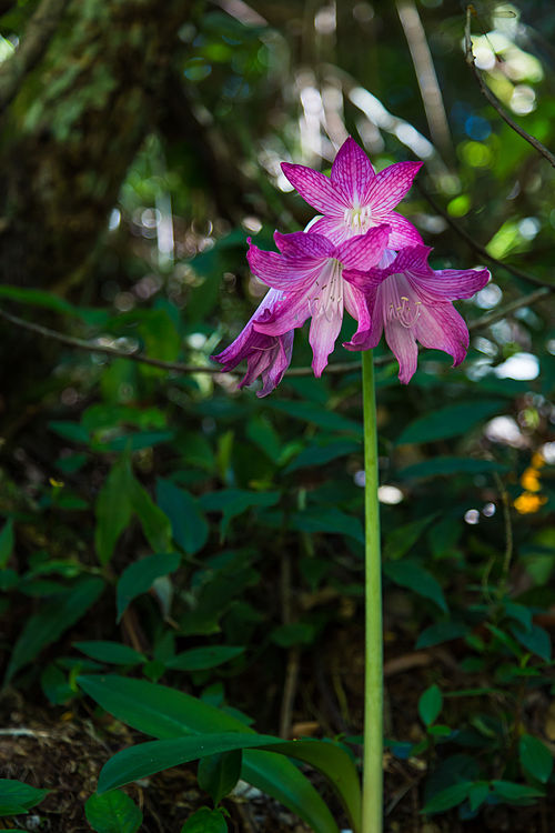 Hippeastrum reticulatum