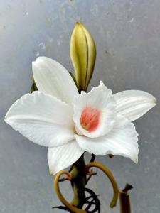 Vanilla roscheri