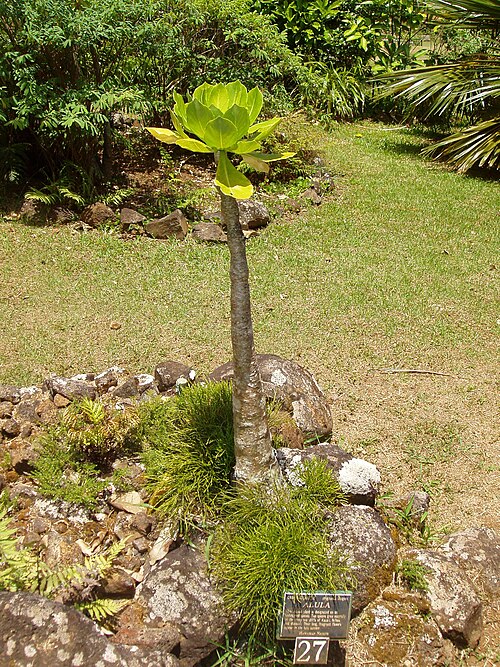 Brighamia insignis