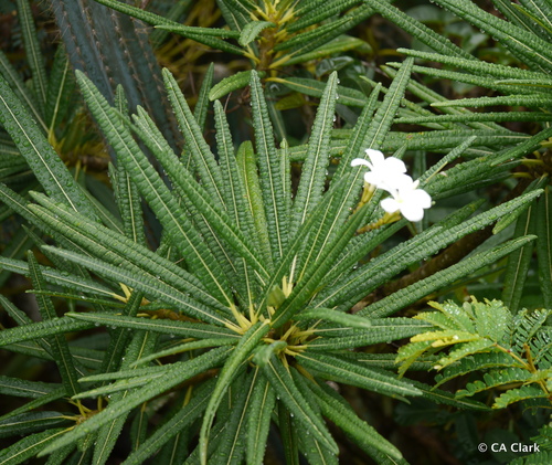 Plumeria alba의 잎