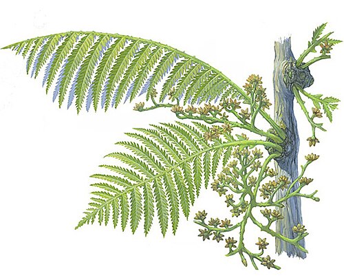 Lepidopteris 복원도