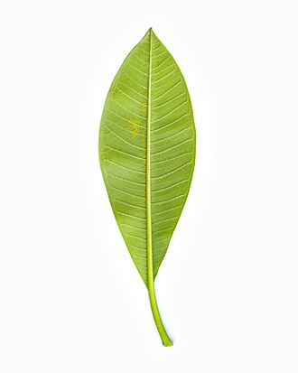 프랑지파니 녹병(Frangipani rust)에 감염된 Plumeria rubra의 잎