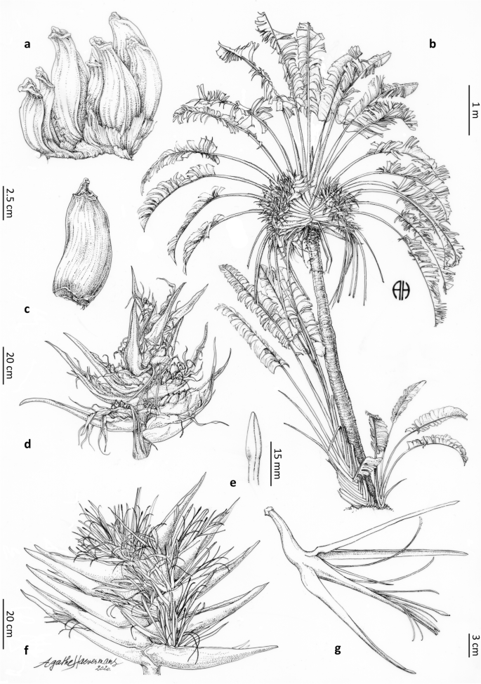Ravenala agatheae
