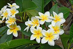 Plumeria rubra의 흰 꽃