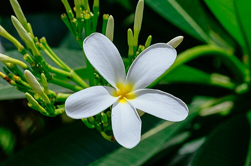 Plumeria obtusa의 꽃