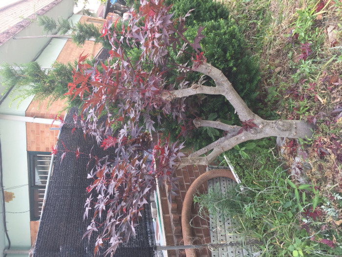 단풍나무 - Acer palmatum Thunb. ex Murray, Acer palmatum Thunb. ex Murray