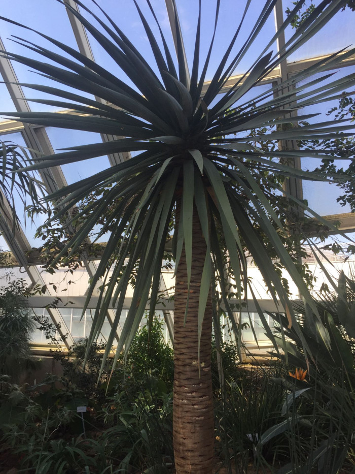 용혈수 - Dragon blood tree, Dracaena draco