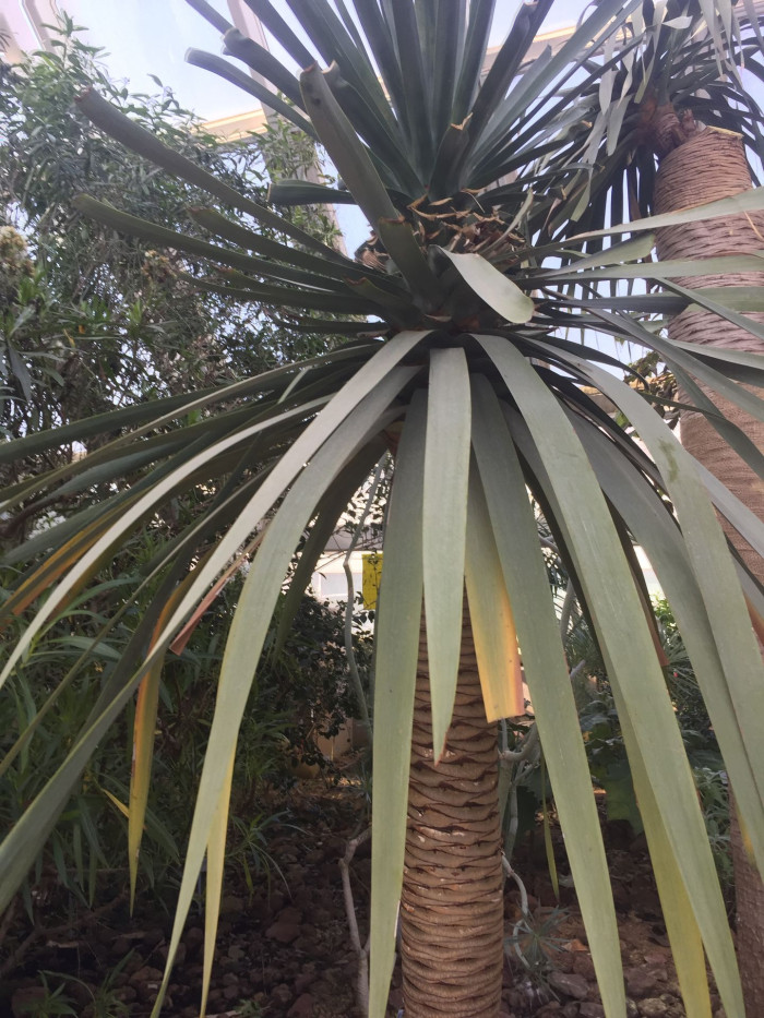 용혈수 - Dragon blood tree, Dracaena draco