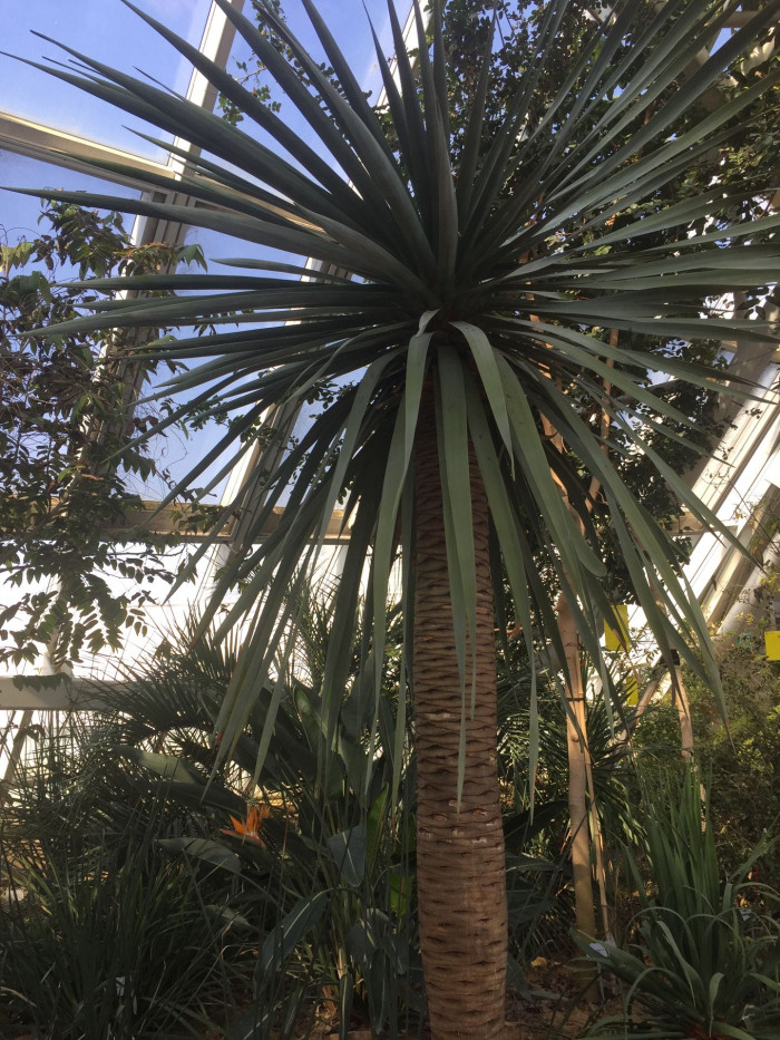 용혈수 - Dragon blood tree, Dracaena draco