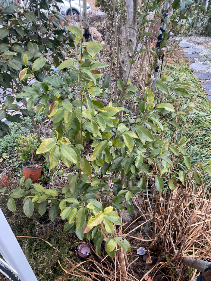 함소화 - Magnolia figo