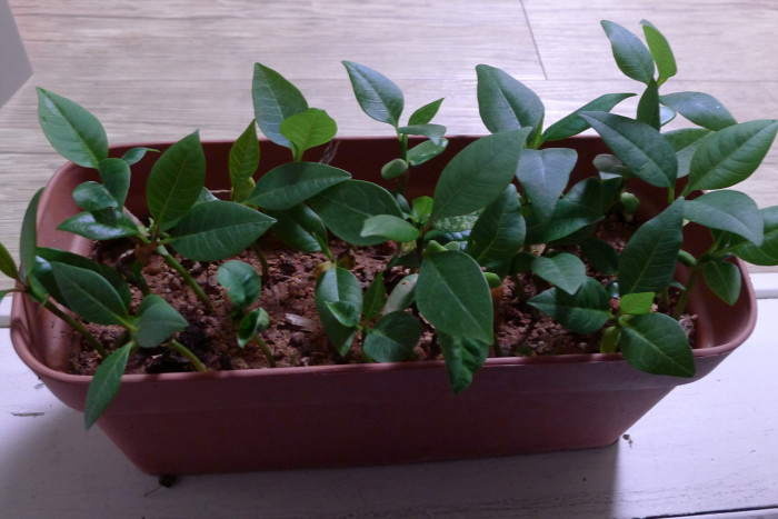 러브하와이 - Flumeria, Plumeria Alba