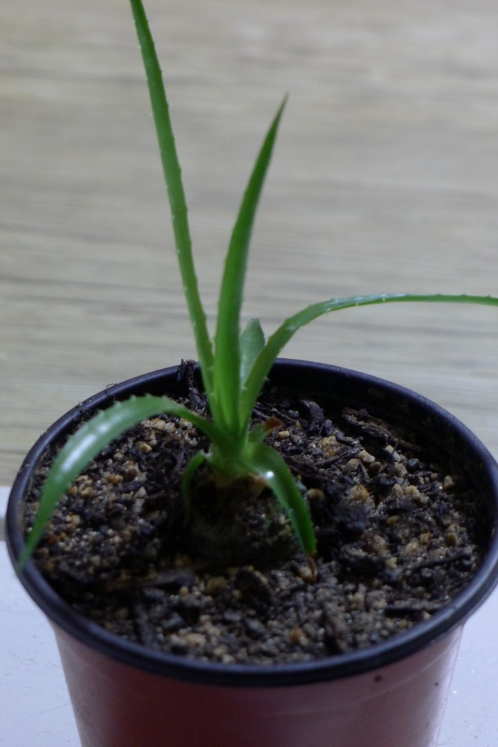 푸야 칠렌시스 - Sheep eating plant, Puya chilensis