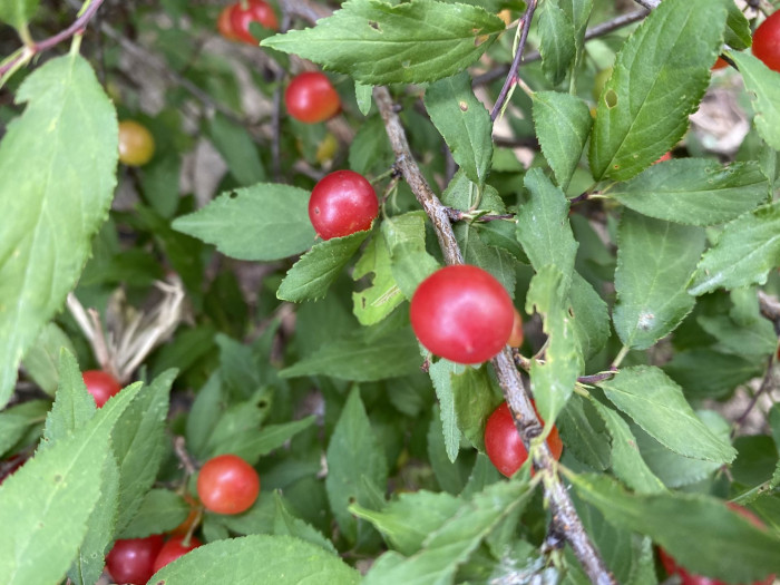 이스라지나무 - Prunus japonica Thunb. var. nakaii (H. Lév.) Rehder