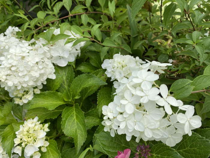 수국 - Hydrangea, Hydrangea macrophylla (Thunb.) Ser. for. otaksa (Siebold & Zucc.) E. H. Wilson