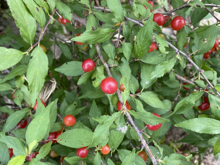 이스라지나무 - Prunus japonica Thunb. var. nakaii (H. Lév.) Rehder