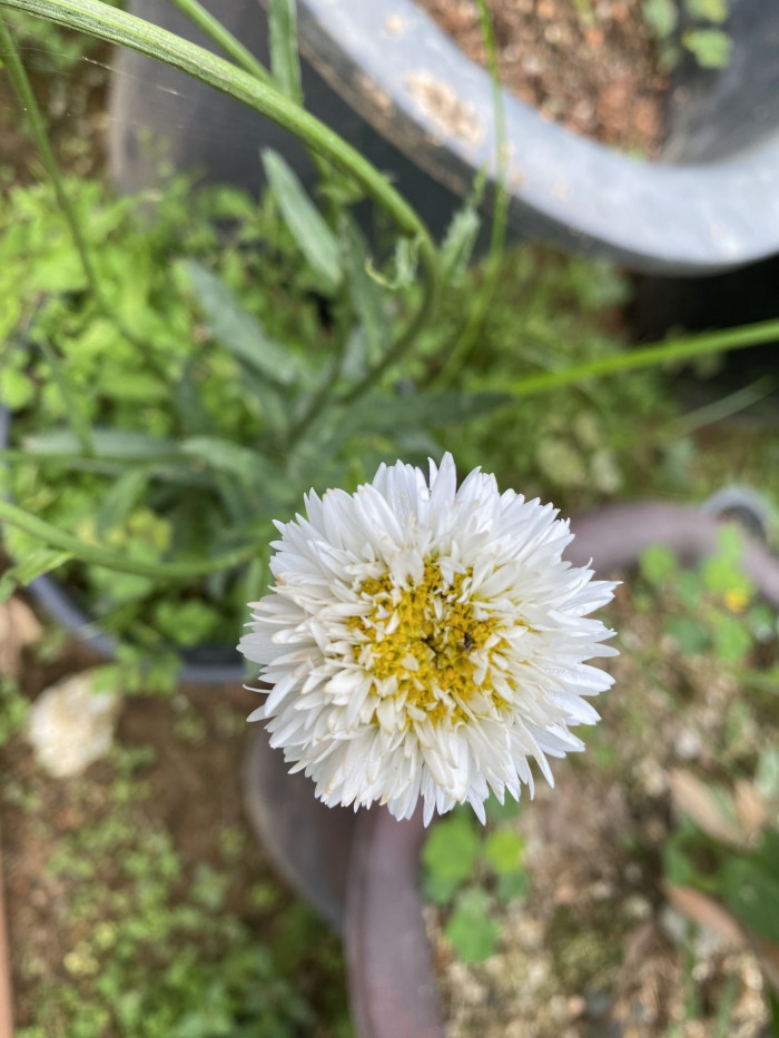 샤스타데이지 - Shasta daisy, Leucanthemum x superbum