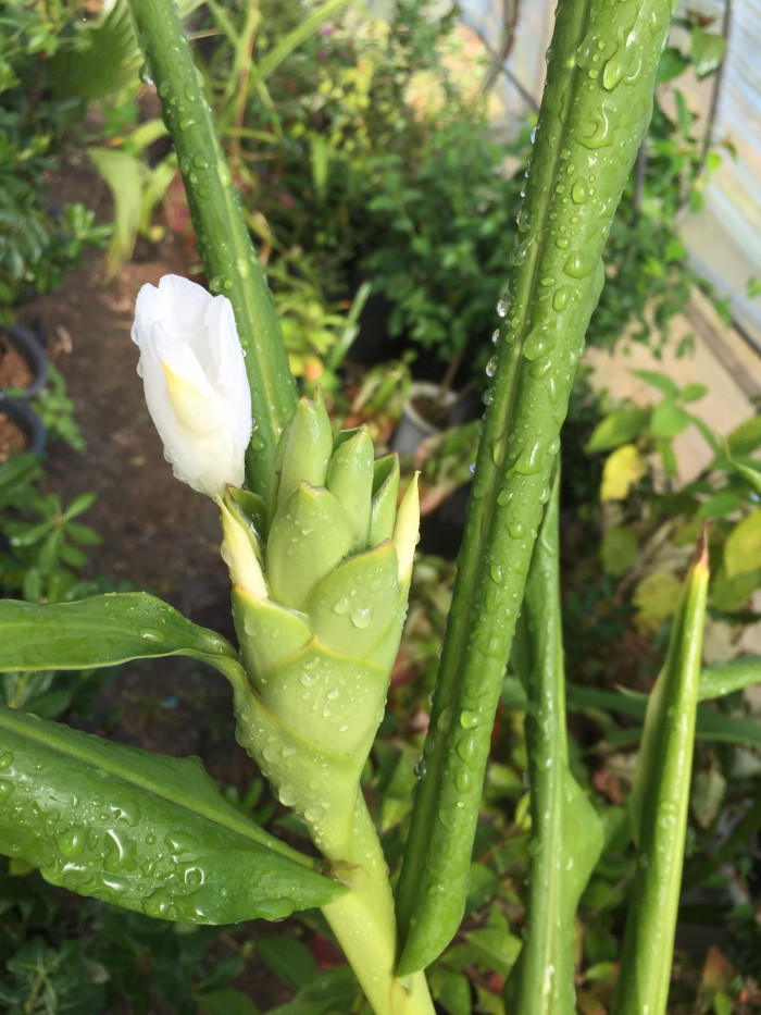 꽃생강 - Ginger lily, Hedychium coronarium J.Konig