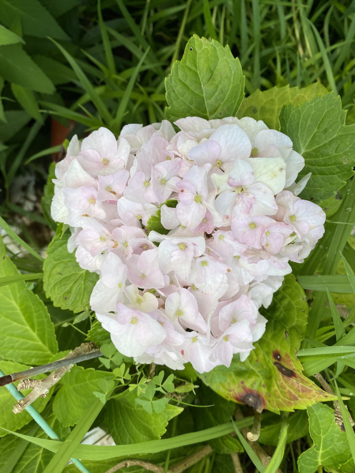 수국 - Hydrangea, Hydrangea macrophylla (Thunb.) Ser. for. otaksa (Siebold & Zucc.) E. H. Wilson