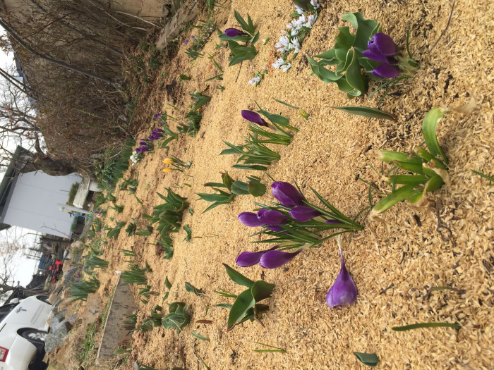 크로커스 - Crocus, Crocus spp.