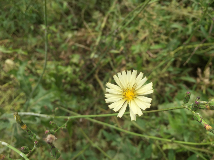 왕고들빼기 - Lactuca indica var. laciniata
