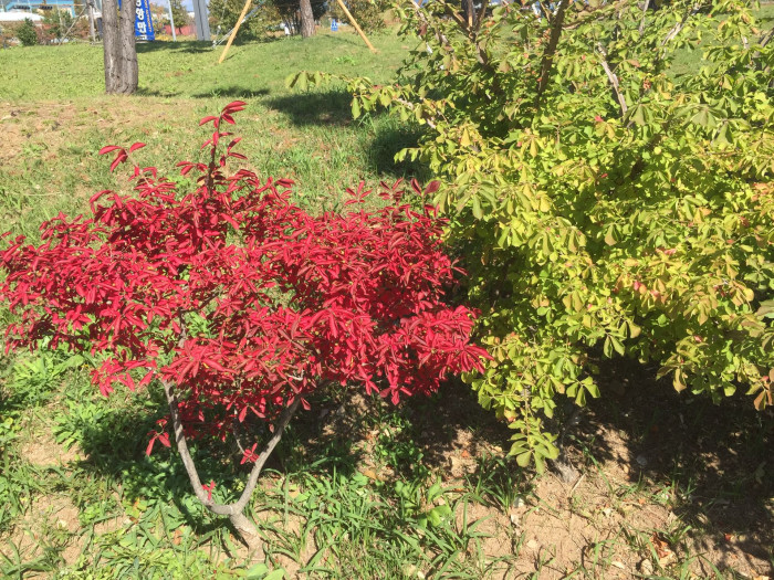 화살나무 - Burning Bush, Euonymus alatus (Thunb.) Siebold